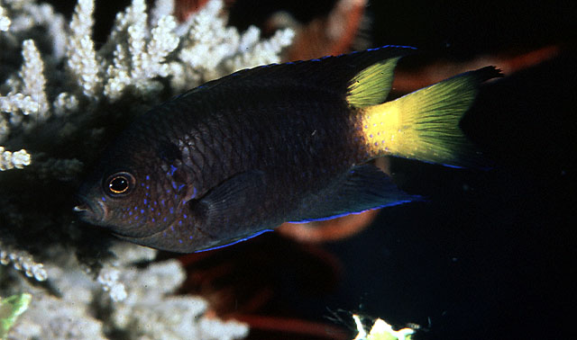 (Neopomacentrus) Род НЕОПОМАЦЕНТРЫ 16 видов